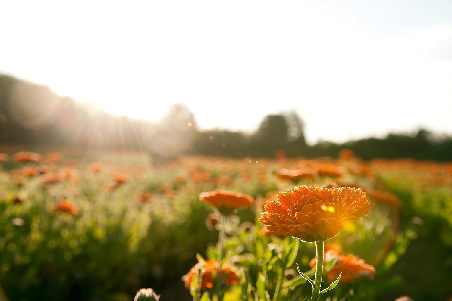 Weleda Baby Calendula Nappy Change Cream 75Ml - Pack of 2