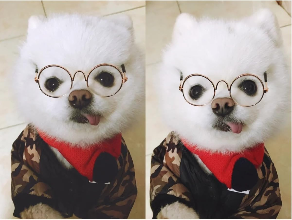 Stock Show Dog Cat Sunglasses, Retro round Trans Golden Frame, Resin Lens, Fashion Protection for Small Mini Pets, Party, Wedding, Cosplay Props image number 6