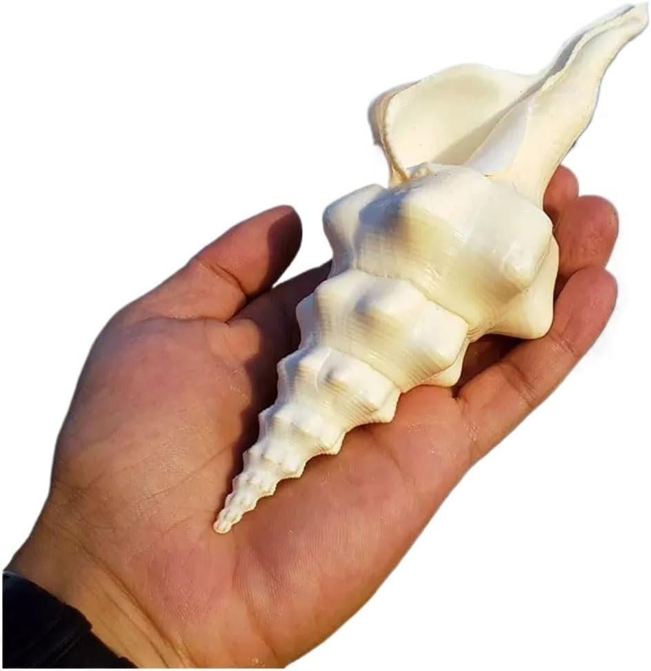 Shells,Conch Shell, Shells Natural Super Conch Landrace Spiral Snail for Decorations DIY Crafts Various(20~21Cm) image number 2