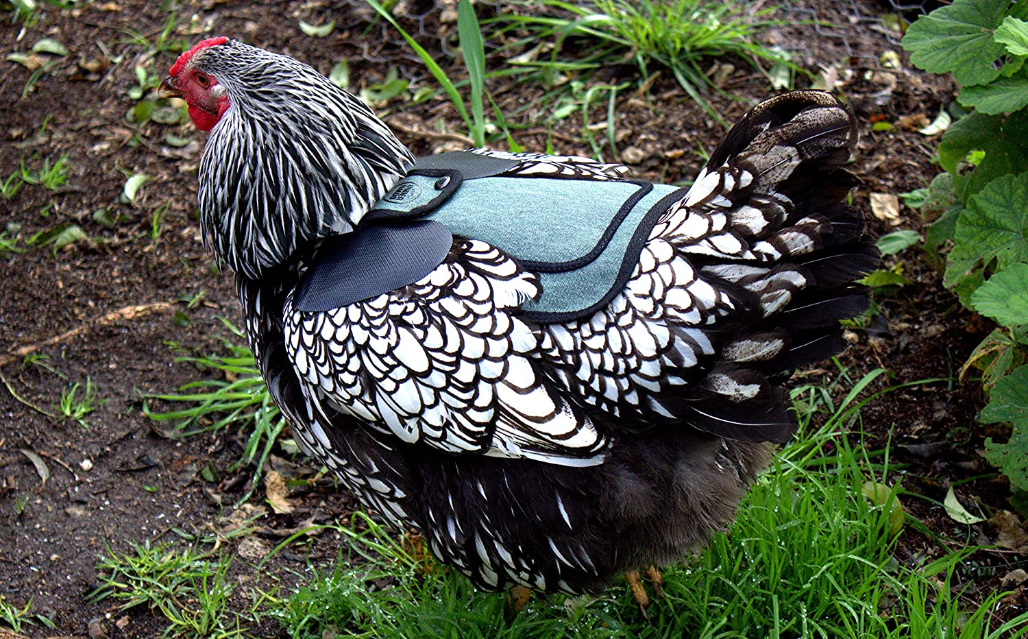 DOWN under OUTDOORS 2 Pack Small Chicken Saddles for Bantams and Young Birds, Includes Shoulder Covers (Teal)