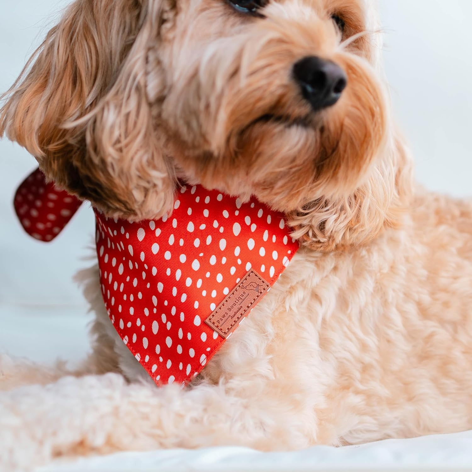 Paws Boutique Premium Dog Bandana/Scarf | Design: Tango Tangerine | Reversible Dual Layered/Sided | Small, Medium & Large Pets | Unique Style | Accessories for Puppies & Dogs (S)