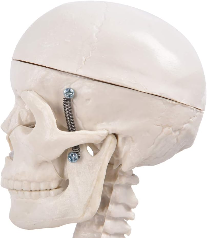 Skeleton Model, Teaching Skeleton Model Visual Easy to Use Lifelike for Schools Teaching Use for Display and Study image number 4