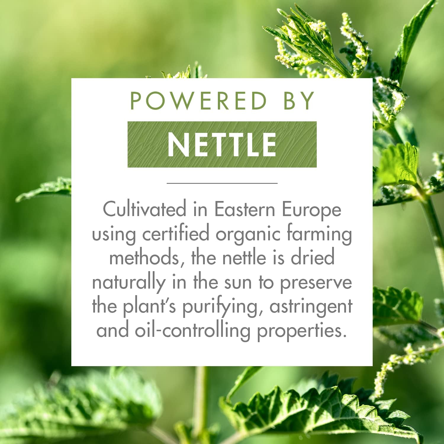 KLORANE Ortie Shampoo Mask 2 in 1 for Oily Hair with Nettle 8 * 3Gr image number 4