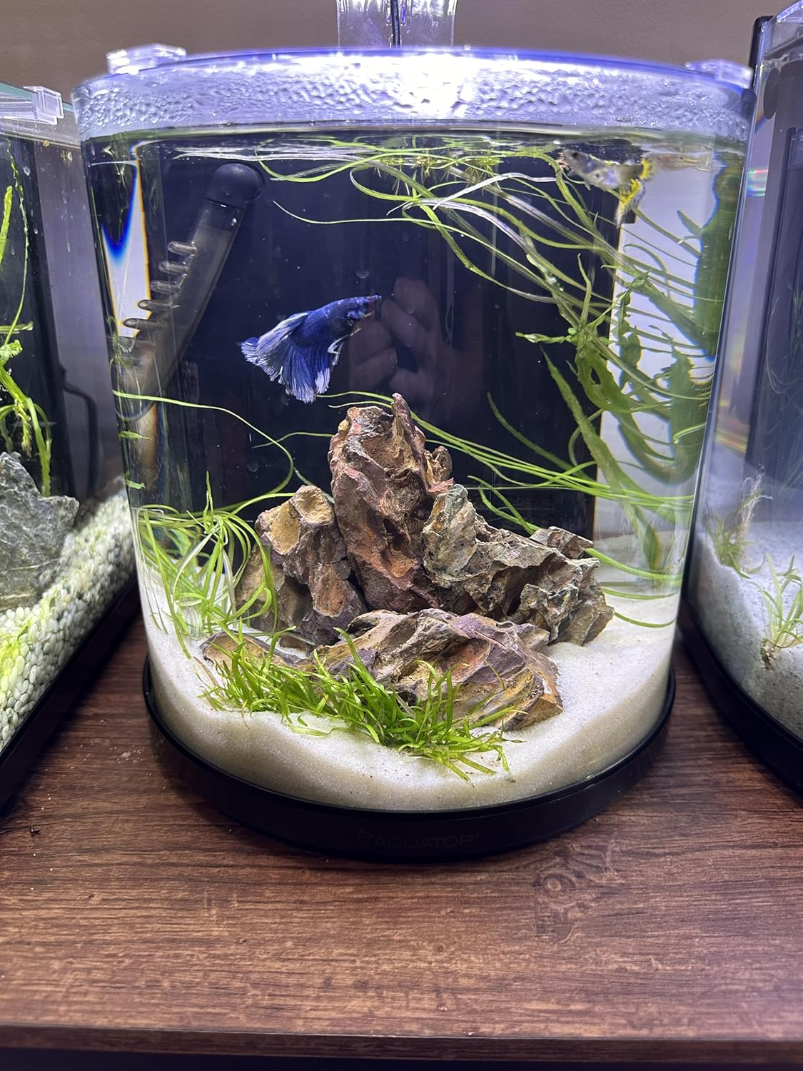 Aqua Natural Sugar White Sand 20Lb Substrate for Aquascaping, Aquariums, Vivariums and Terrariums image number 3