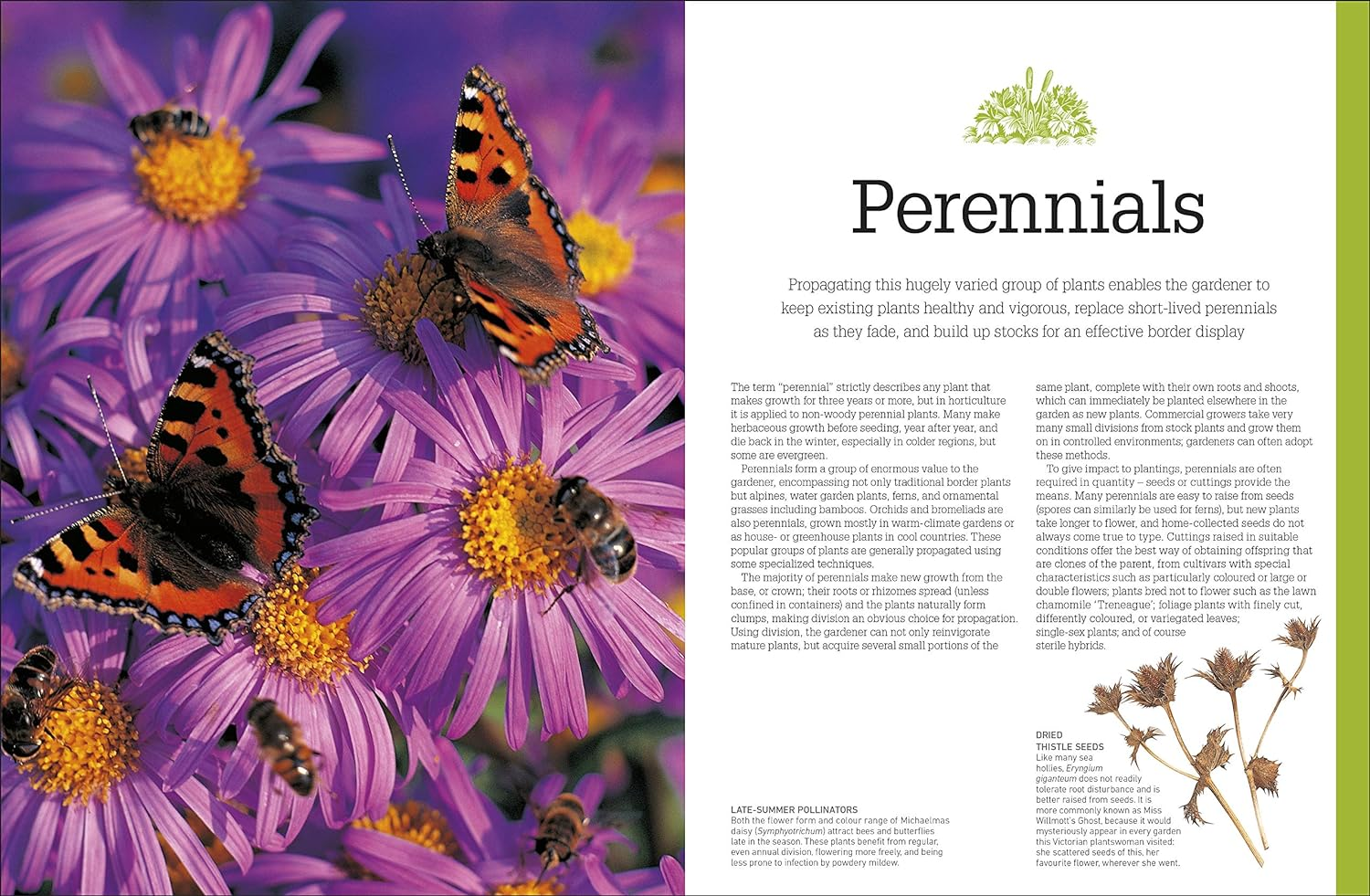 RHS Propagating Plants: How to Create New Plants for Free image number 6