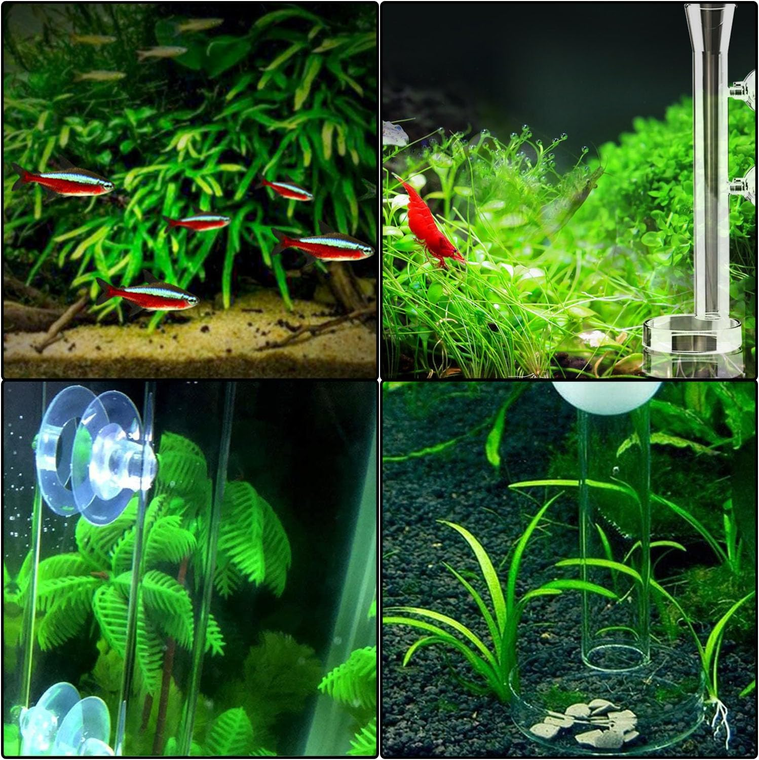 Mtxorvix Shrimp Feeding Tube and Dish, Fish Tank Feeding Ring, Glass Shrimp Feeding Tube and Dish for Aquarium Shrimp, Fish Tank Shrimp Feeder with Glass Bowl and Suction Cups (25CM) image number 3