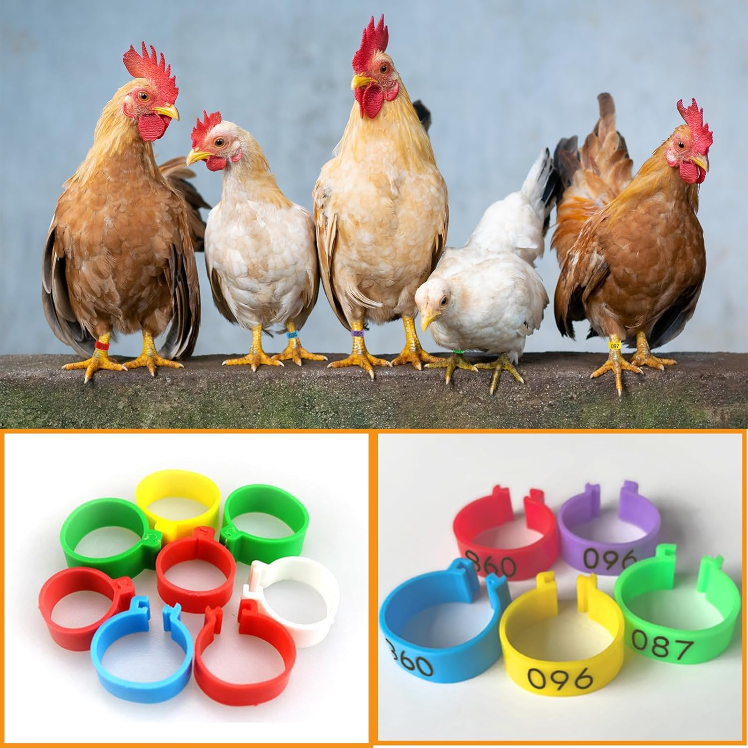 ZOHEA 100 PCS Plastic Chicken Identification Ring, 16Mm 5 Colors Pigeon Foot Rings, Numbered Poultry Leg Bands for Ducks, Chickens, Goose, Pigeon, Turkey image number 2