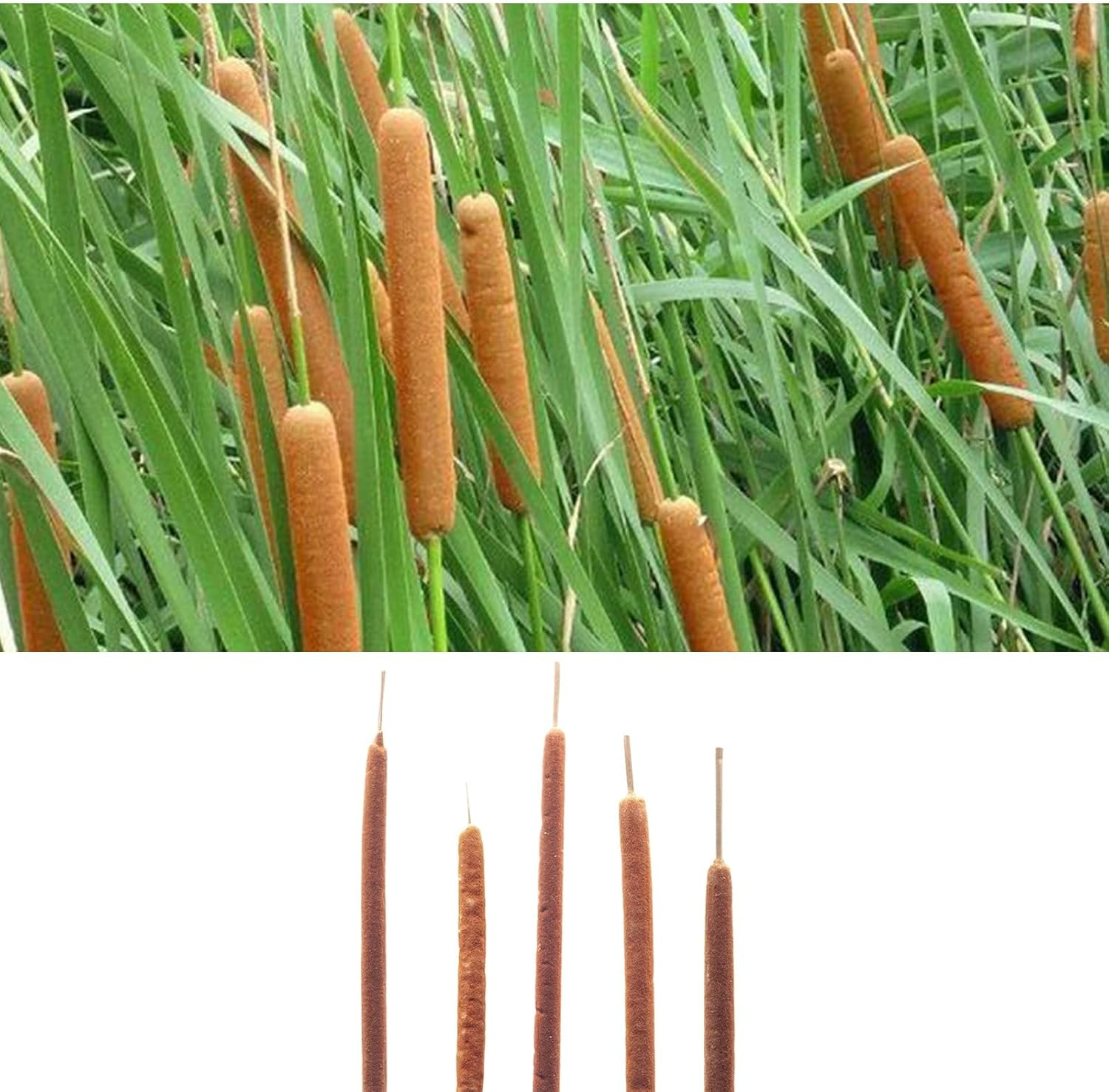 Dried Natural Cattails - 20PCS Jumbo Size for DIY Floral Arrangements and Home Office Decor - 0.75" Dia - 24 Inch Length image number 1