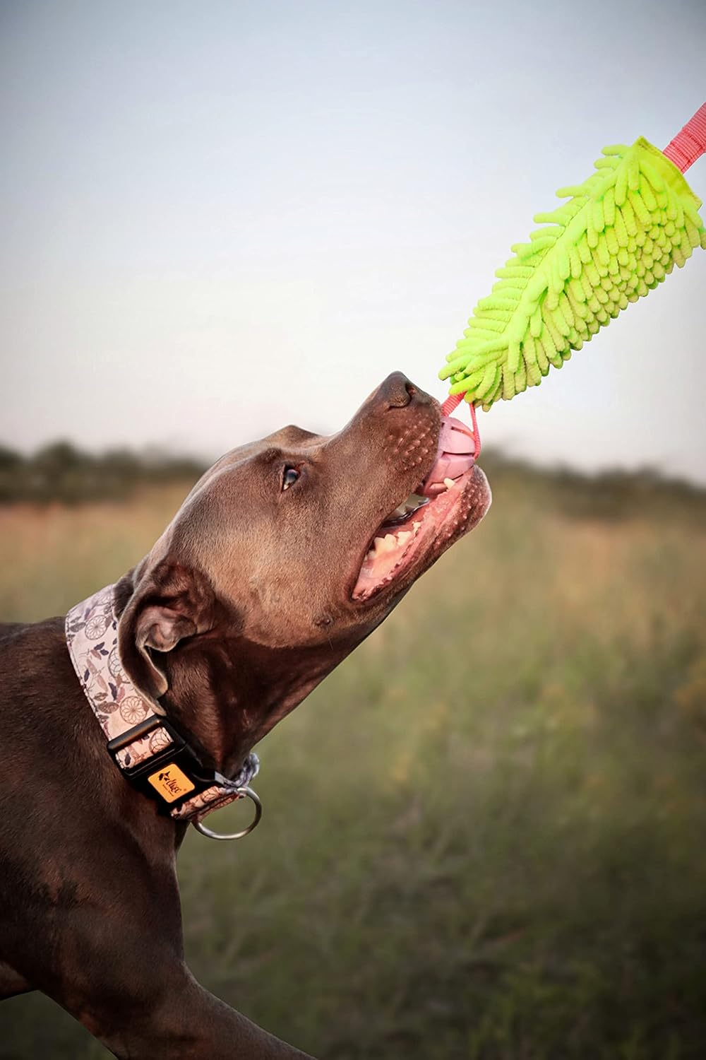 Dingo Green Mop Bite Tug for Dog Fun Bungee Chaser with Ball, Pink Handle 15589 image number 1