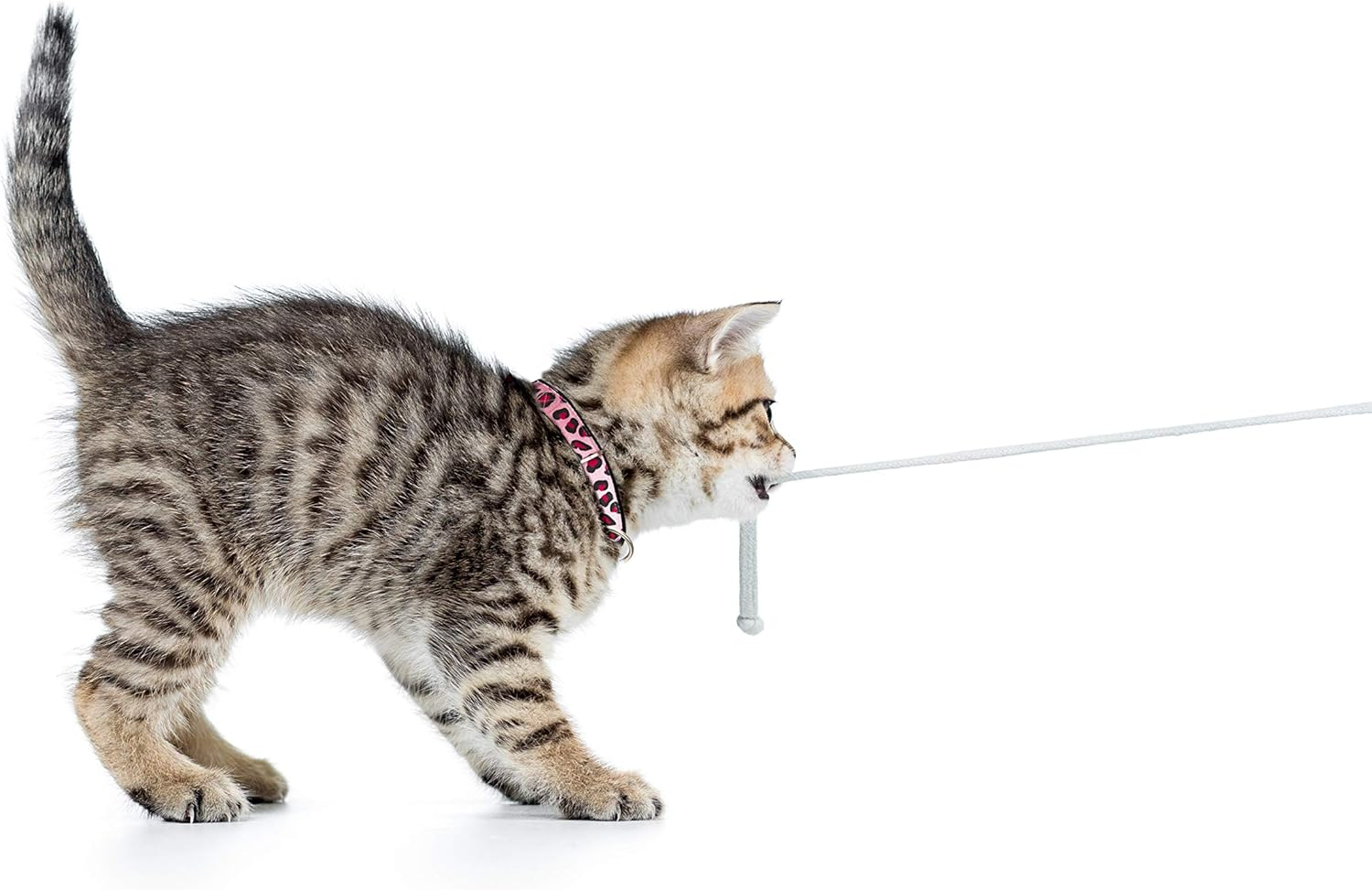 Smart ID Cat Collar (Comic) image number 1