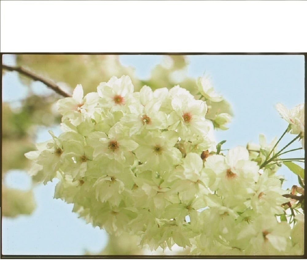 Kizakura Hana Junmai Ginjo Sake 300 Ml image number 2