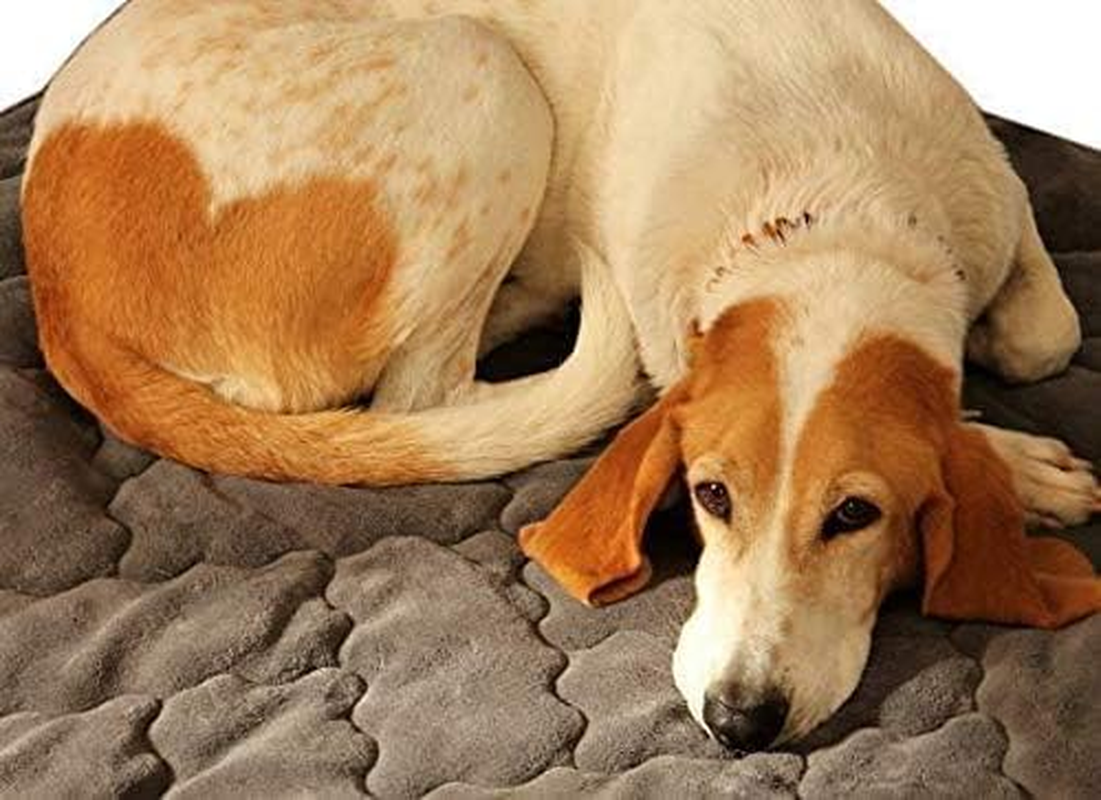 Ggm Dog Blanket 100 X 120 Cm Anthracite for Allergy Sufferers Dogs Cuddly Soft image number 2