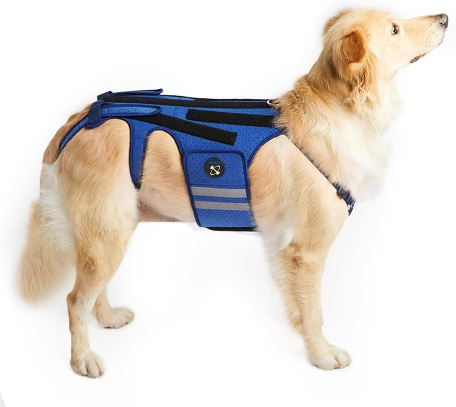 Coodeo Dog Back Brace for Dogs Arthritis, Pet Back Bracer for IVDD, Back Protector Helps Pain Relief, Surgical Recovery and Rehabilitation, Dogs Back Disease Prevention. (Blue,Xx-Large) image number 1