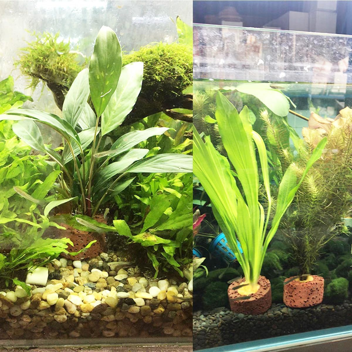 20Pcs Aquatic Water Plant Fixed Rings, Fish Tank Pottery Holder Plant Ring, Water Plants Cultivation Fixed Ring Ceramic Plant Pot,Landscape Ceramic Pottery Gravity Ring for Fish Tank Accessories image number 1