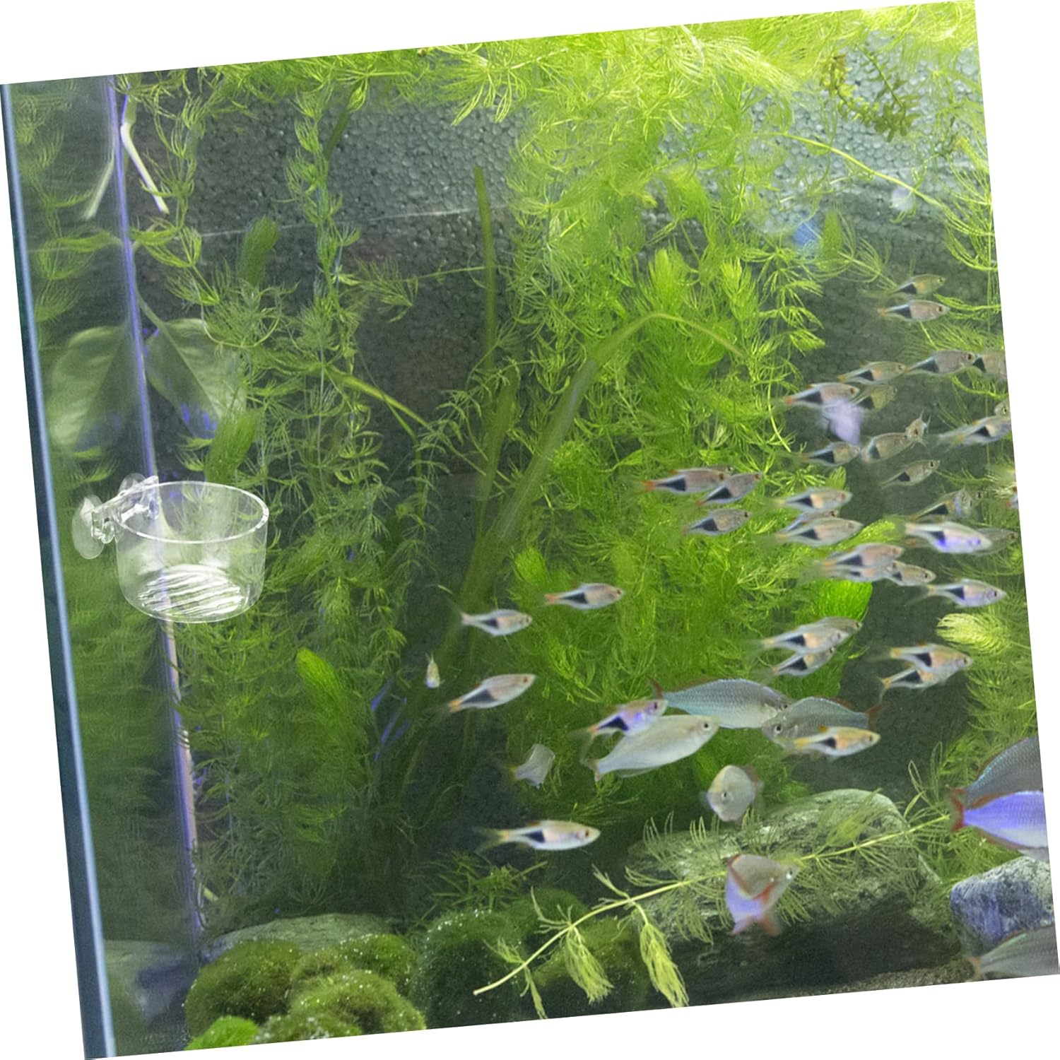 FRCOLOR 2Pcs Acrylic Fish Feeder Cup Floating Aquarium Feeder Red Worms Food Holder Feeding Ring Aquatic Supplies Automatic PET Fish Tank image number 1