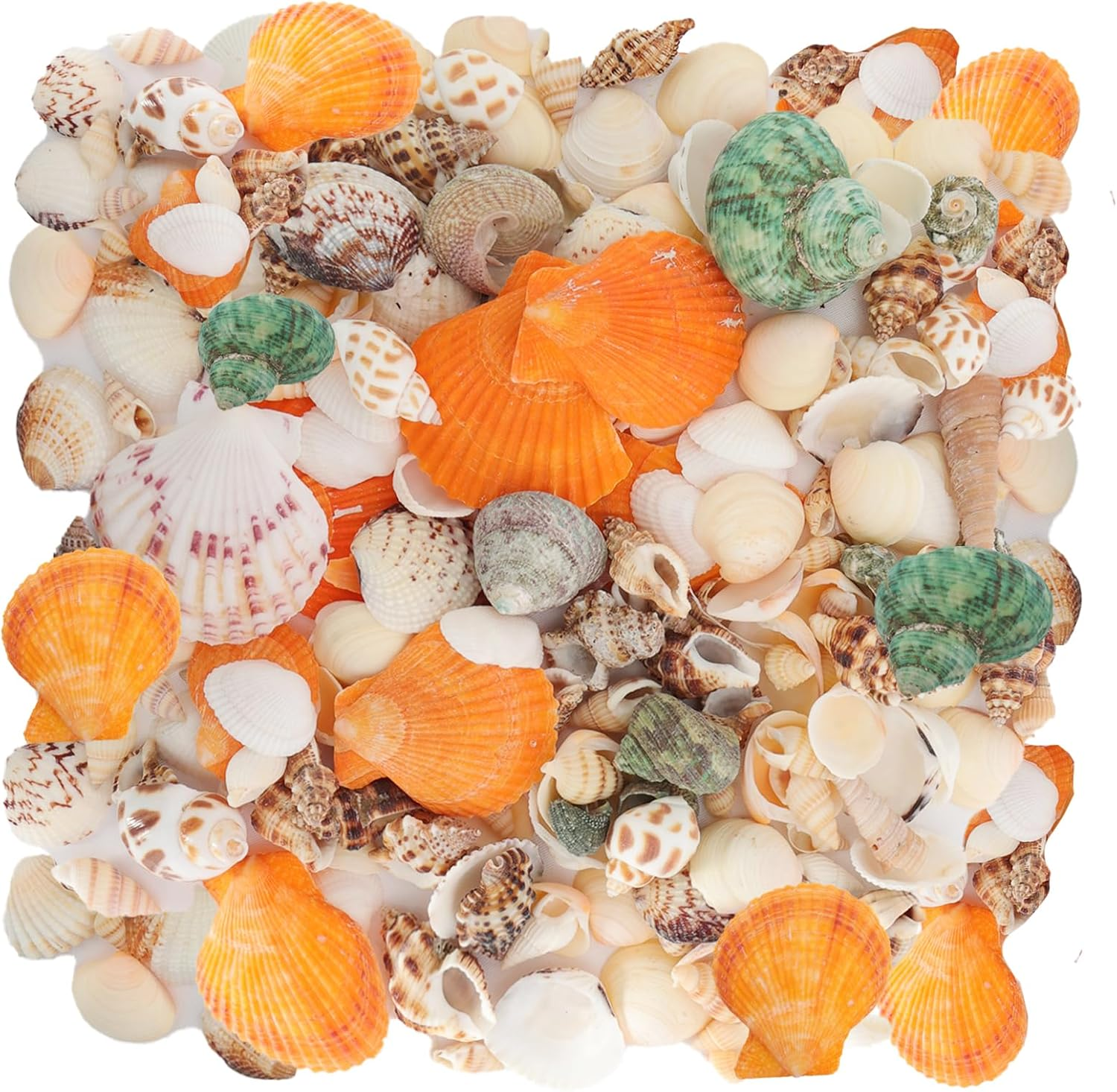 110+ Pcs Mixed Sea Shells Beach Seashells Starfish for Crafts Natural Various Sizes Ocean Conch Starfish Shells for DIY Home Fish Tank Vase Fillers Decorations Decorating Beach Theme Party image number 6