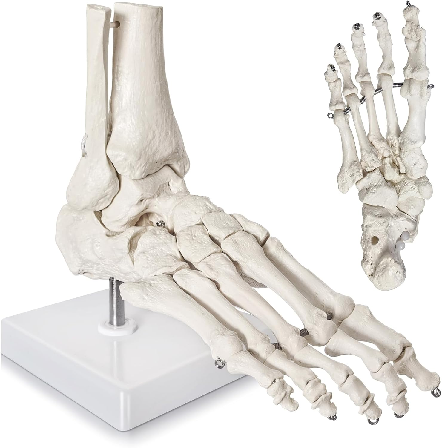 2025 New Design Life Size Medical Human Foot and Ankle Model, Anatomy Foot Skeleton Model W/Tibia Fibula, Right, Fully Articulated, Human Skeleton Model for Medical Study & Science Classroom image number 6