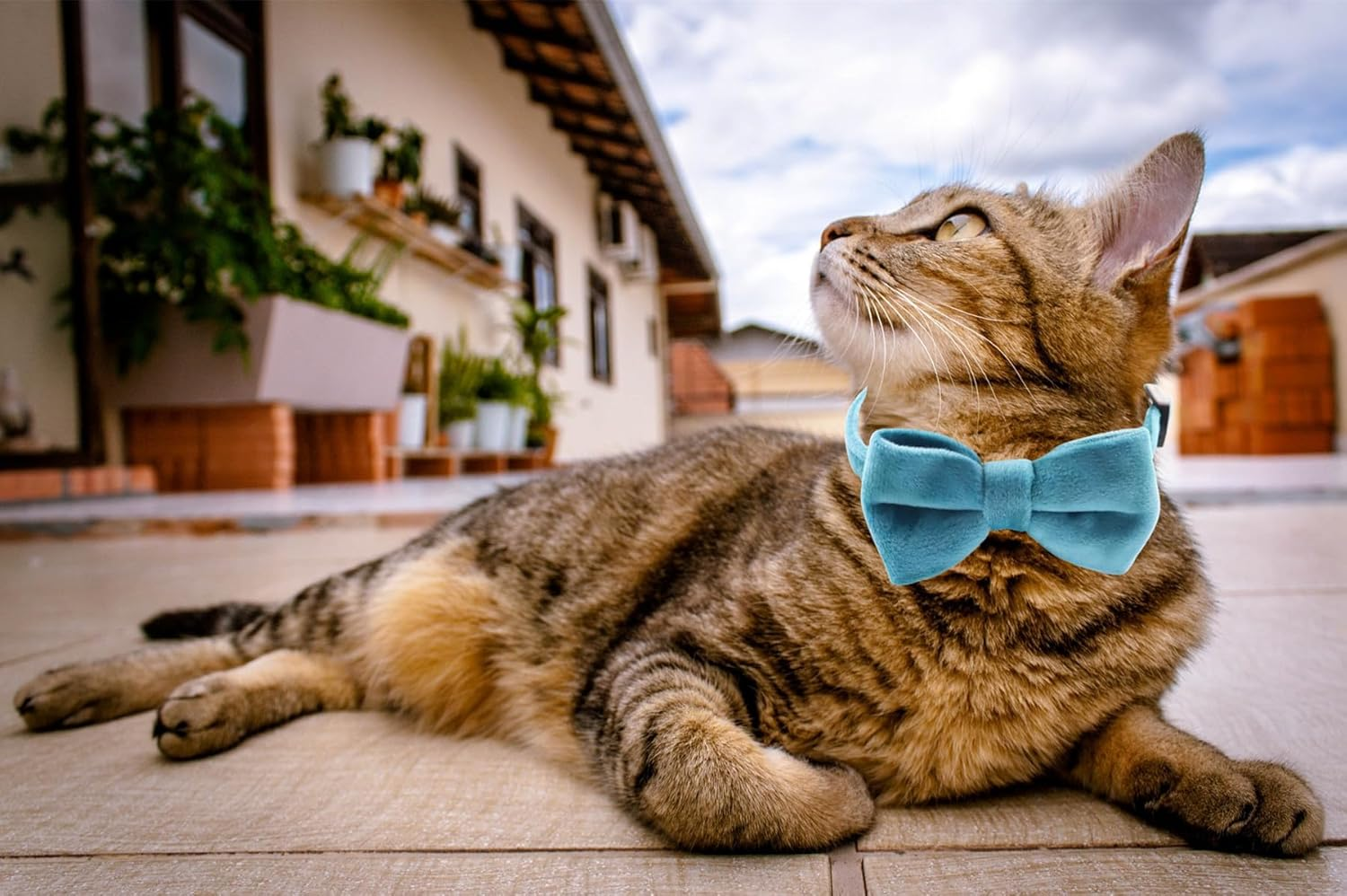 Cat Collar Breakaway with Bell and Removable Bow Tie Safety Buckle Velvet Adjustable 7-11 Inches for Kitten Cats (Blue) image number 2