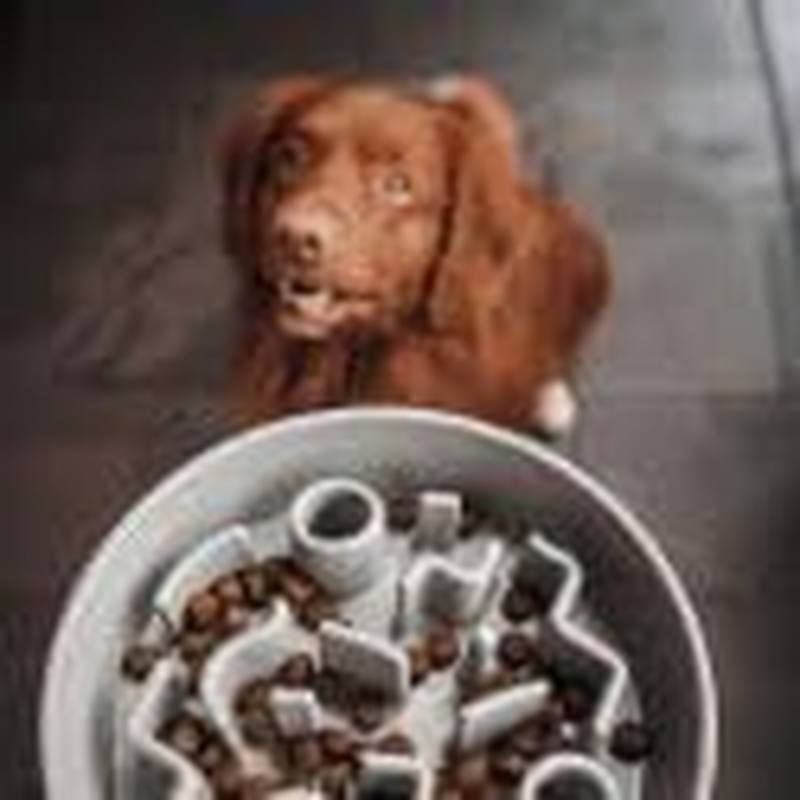 District 70 Bamboo Dog Slow Feeder, 21 Cm, Merengue image number 4