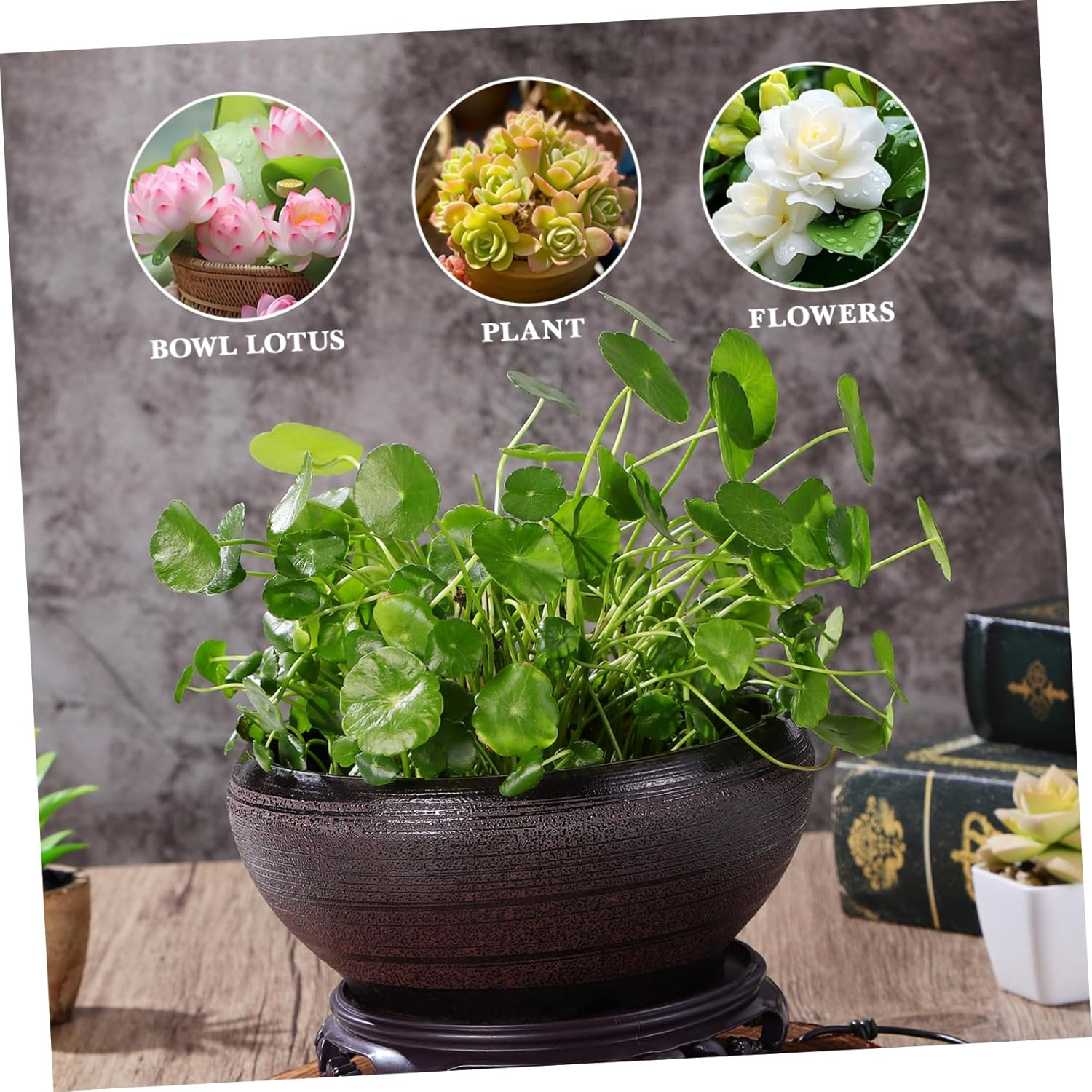 BESPORTBLE Ceramic Hydroponic Plant Pot Bowl Planter for Water Lily and Daffodil with Base, Black-Red Small Lotus Planter Suitable for Indoor Balcony Gardening image number 2