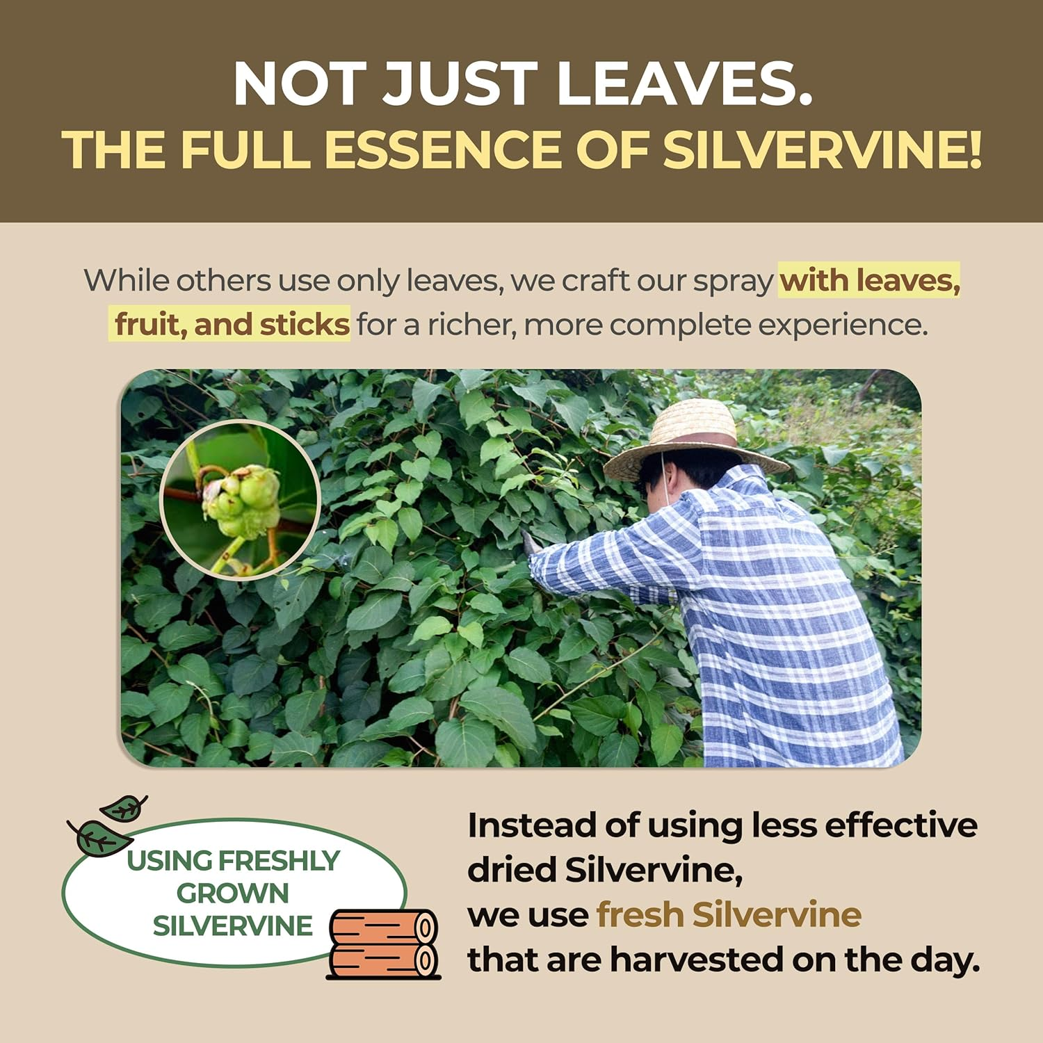 JAYU PET Active MATA Spray &ndash; 100% Natural Silvervine for Cats, Liquid Catnip Alternative, Calming Spray for Indoor Kittens, Boosts Play & Engagement, Reduces Stress on Toys, Scratchers (30Ml) image number 1