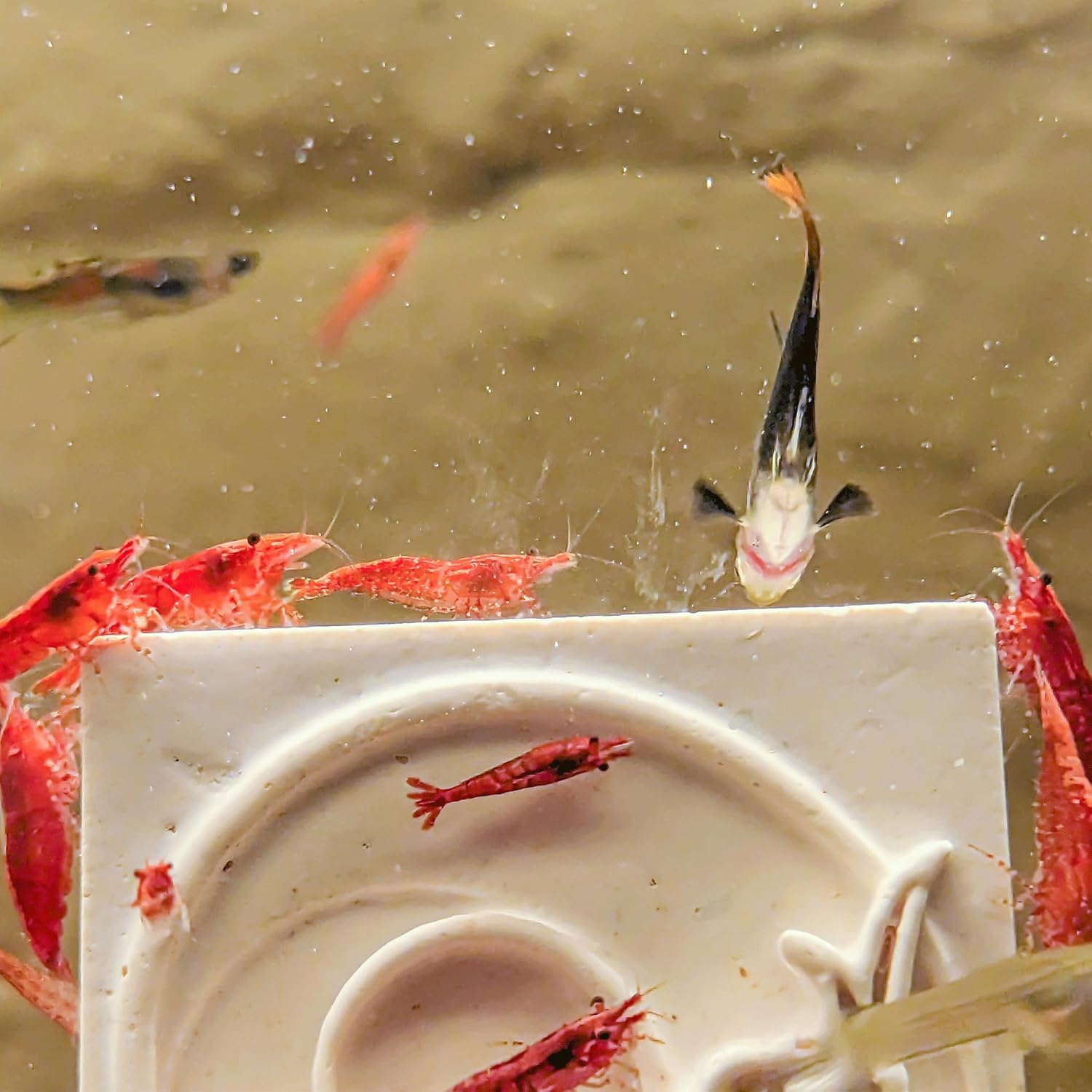 Forest Aquatics Holiday Feeding Block, 30G