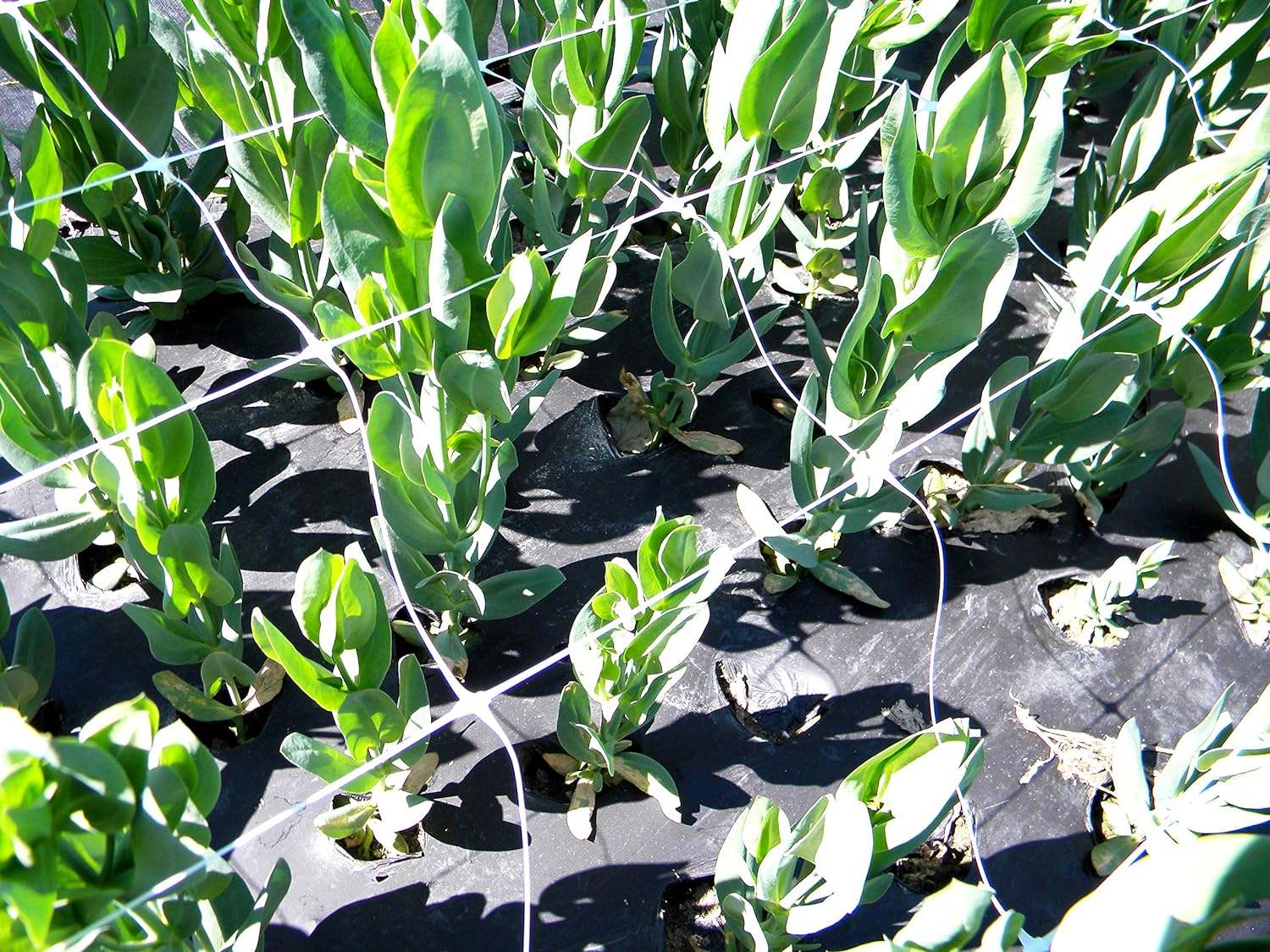 Tenax 100521793 Hortonova SM Plant Trellis Net, 48" X 328' White image number 6