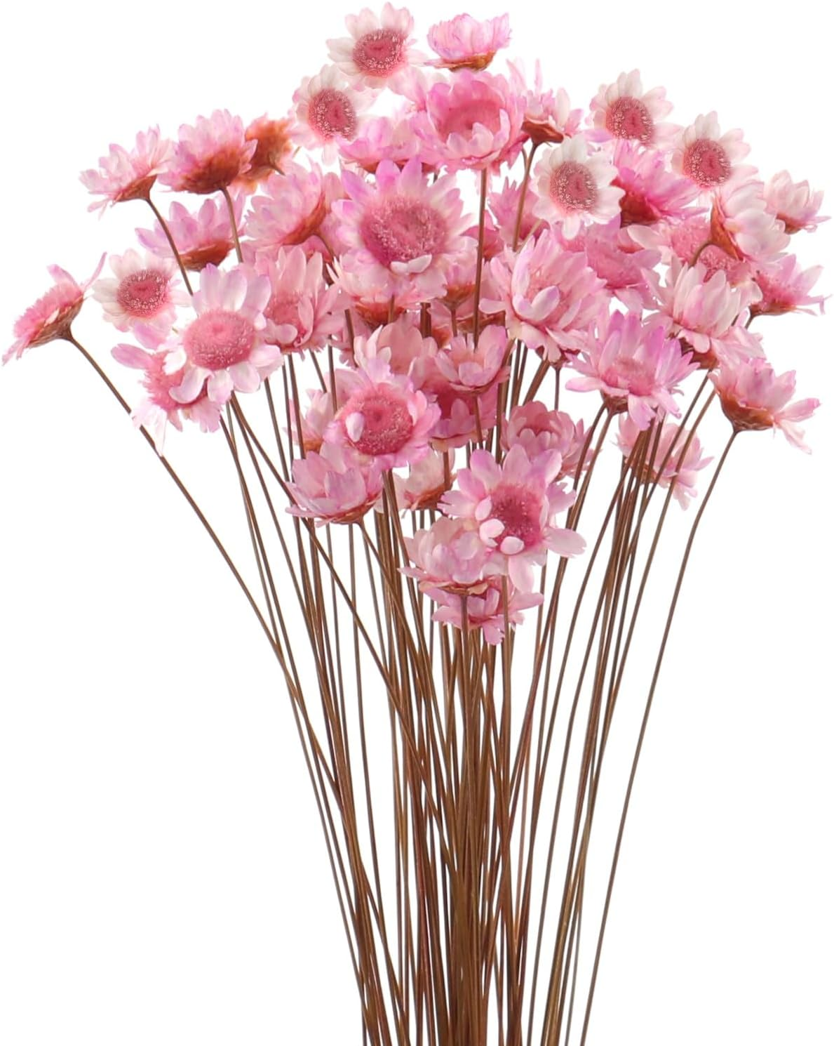 MIHUAGE Dried Flower Mini Star Brazilian Daisy Dried Natural Decorative Small Chamomile Bouquet 200 Stems for Wedding Floral Arrangements Home Decorations Valentine'S Day Gifts (Natural White)