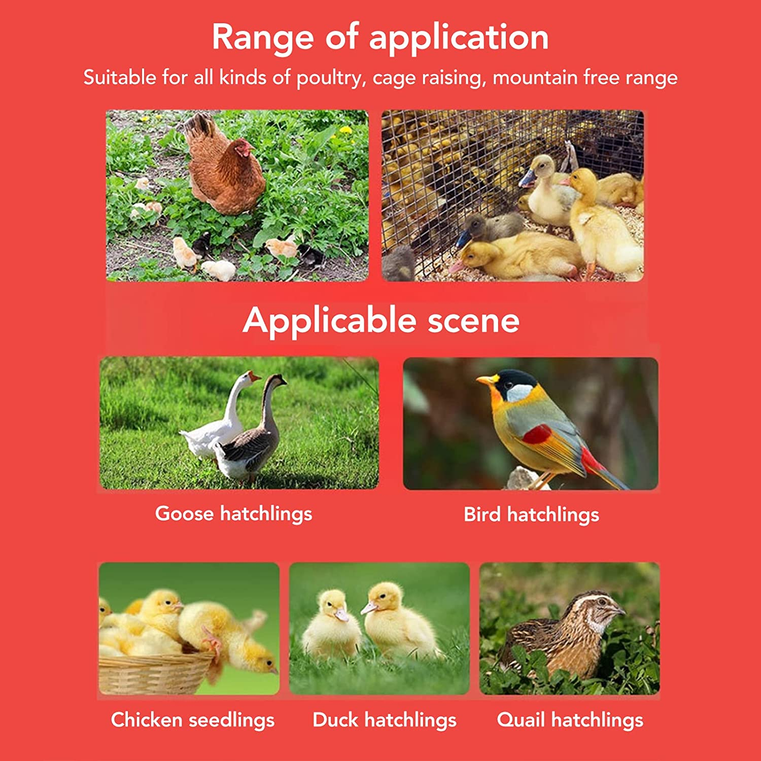 Chick Feeder and Drinker Kit, Easy Clean Plastic Automatic Feeding and Watering Feeder for Chicks image number 2