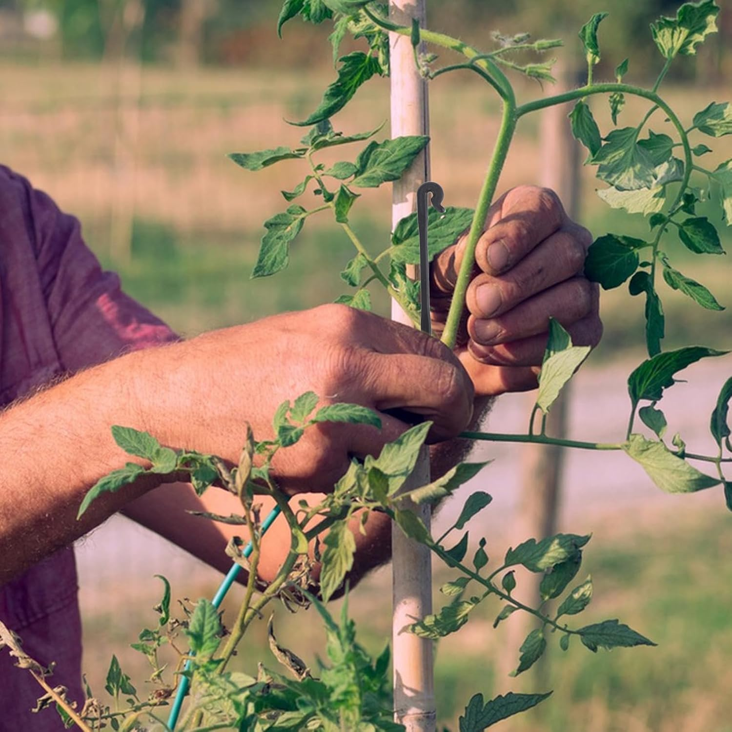 Iplusmile 100Pcs Garden Plant Support Clips Grape Stem Clamps for Vine Trees for Hanging Melons Fruit Yield Health Supplies image number 3