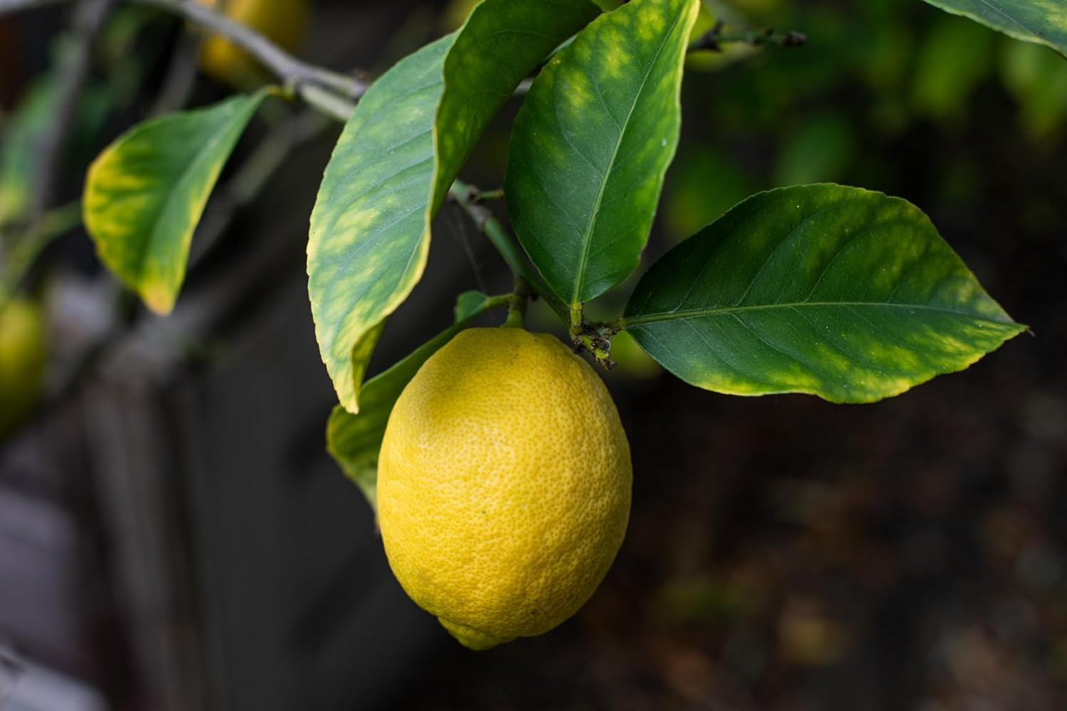 Scotts Osmocote plus Organics Fruit & Citrus Fertiliser and Soil Improver 800G - Contains Natural Biostimulants - with Seaweed - Stronger Root Developtment image number 4