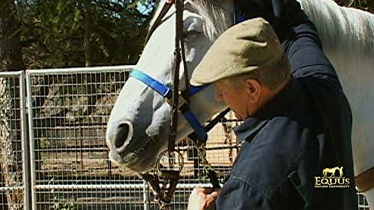Monty Roberts 5" Thick Copper & Black Iron Horse Snaffle Bit with Dee Ring, Soft, Durable, Comfortable, Gentle on Mouth, Larger Gauge for Less Pressure, Improved Control & Tissues Protection image number 3