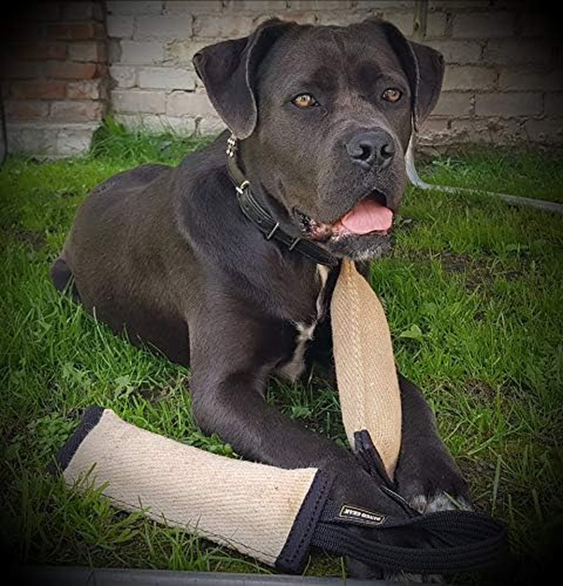 Dingo Gear Bite Tug with 2 Handles Reinforced for Dog Training and Fun 28 X 6 Cm, Jute image number 3