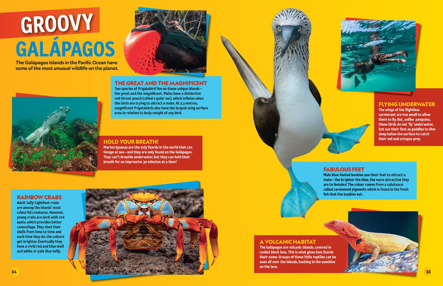 National Geographic Kids - Weird but True! 2023: Wild and Wacky Facts & Photos! image number 5