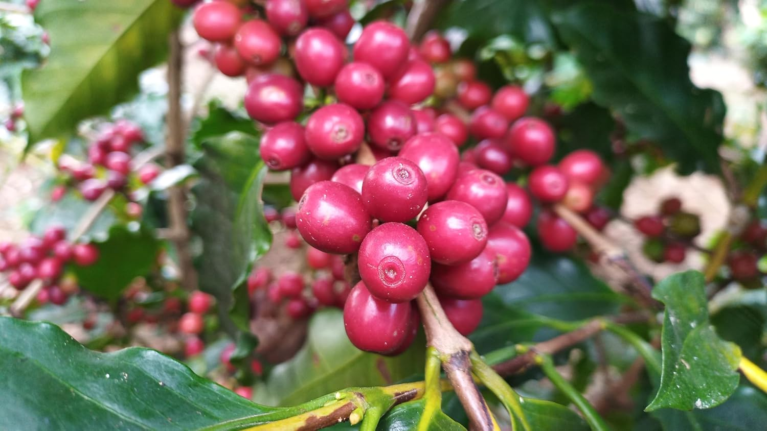 Monarca Coffee - Veracruz image number 2