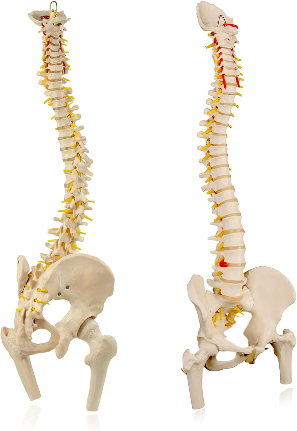 Bergmann Flexible Life Size Spine Model - 86Cm Spine Anatomy Model with Nerves, Vertebrae, Arteries, Lumbar Column - Pelvis Model - Anatomical Model - Medical Model Includes Stand