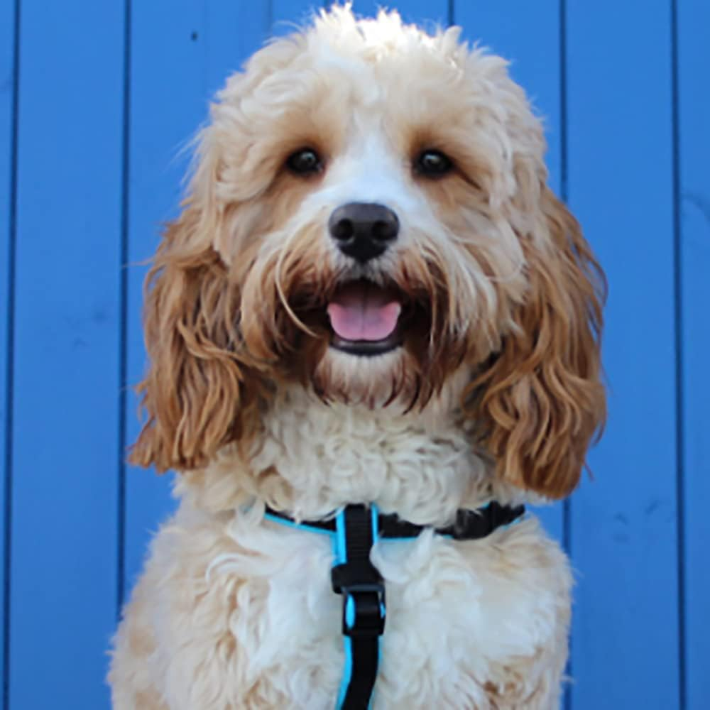 Animology Cloud K9 Body Mist image number 3