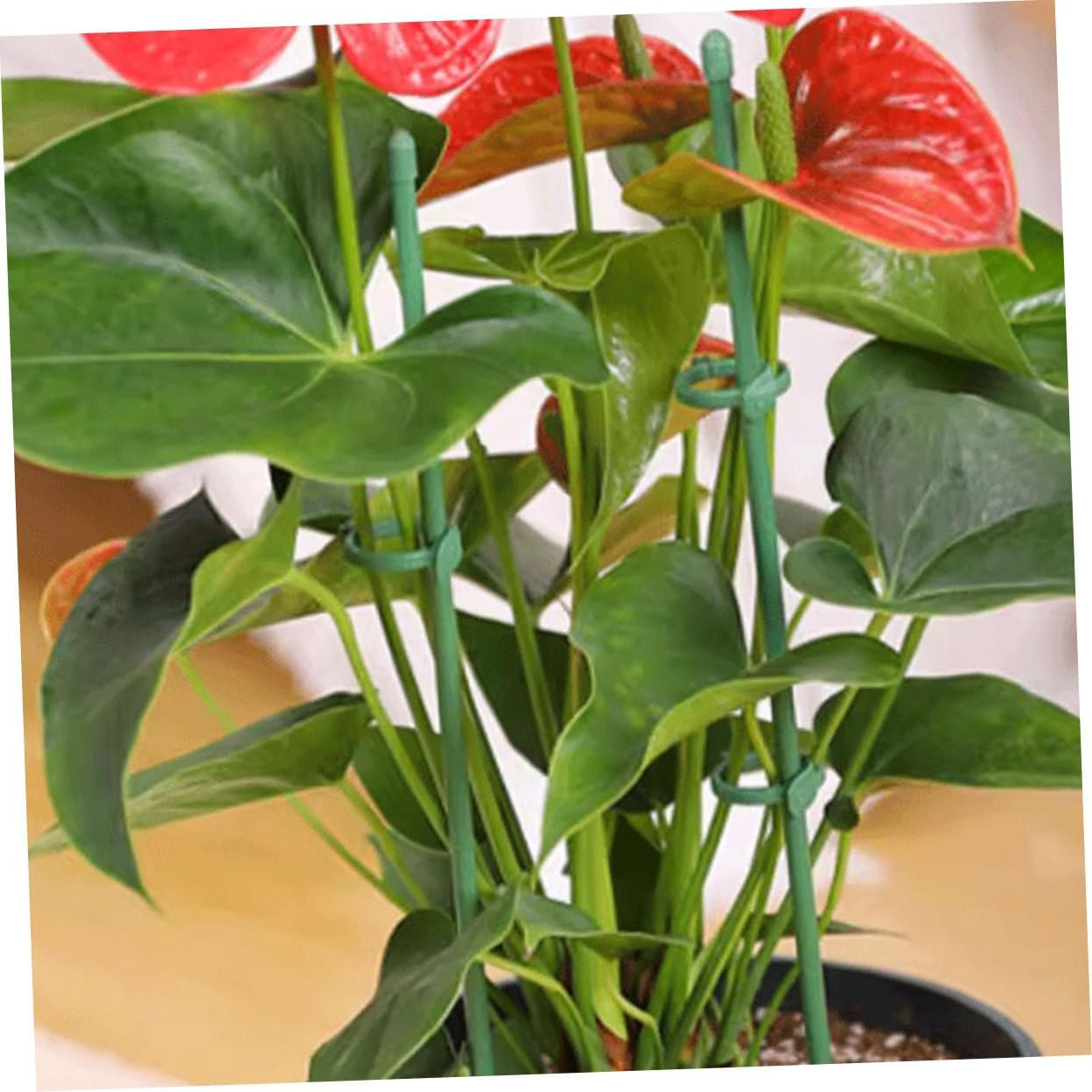 12Sets Garden Single Stem Support Stake Plant Cage Support Stakes for Vegetable Plant Support Stakes Flowers for Hanging and Peony in Your Gardening Supplies image number 6