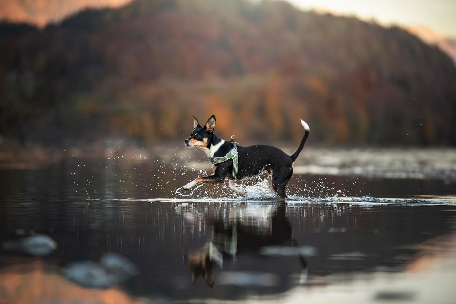 Coralpina - Adjustable Camouflage Harness for Dogs with Different Neck and Chest Diameters, Soft and Durable, Does Not Damage Hair or Hinder Movement, Color image number 2