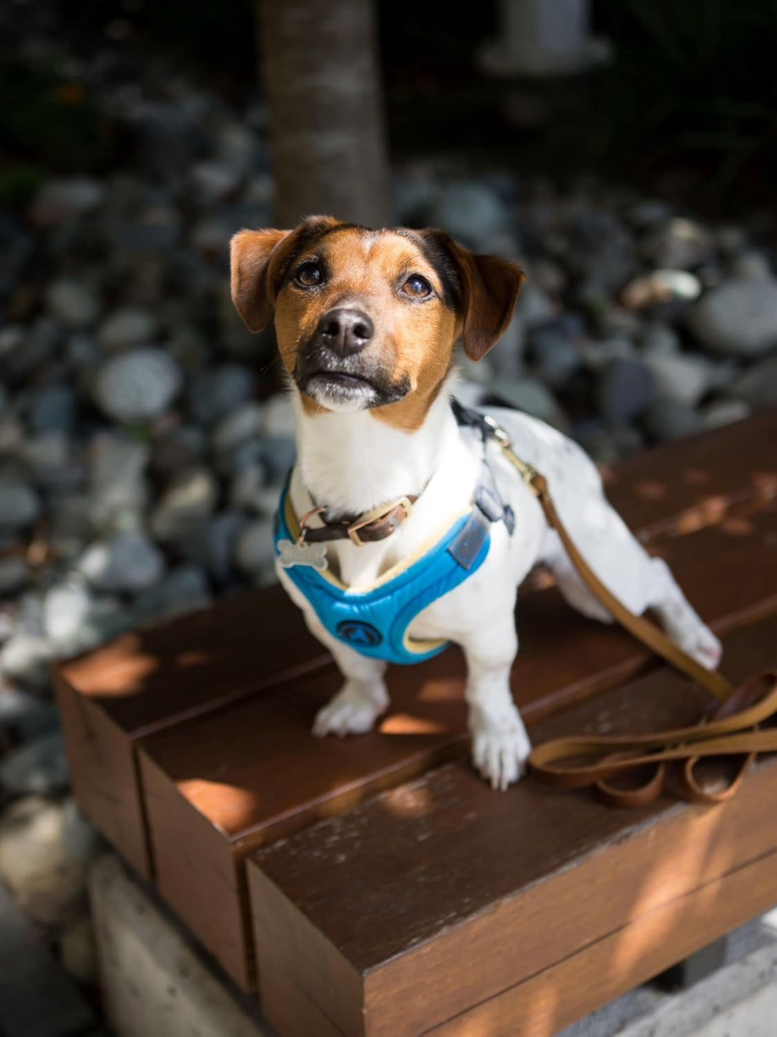 Gooby Escape Free Memory Foam Harness - Blue, Medium - No Pull Step-In Small Dog Harness with Four Point Adjustment - Perfect on the Go Dog Harness for Medium Dogs No Pull and Small Dogs image number 5