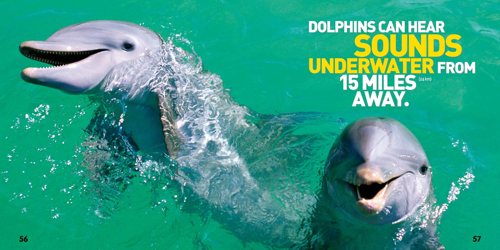 Weird but True! 1: Expanded Edition: 2 image number 4