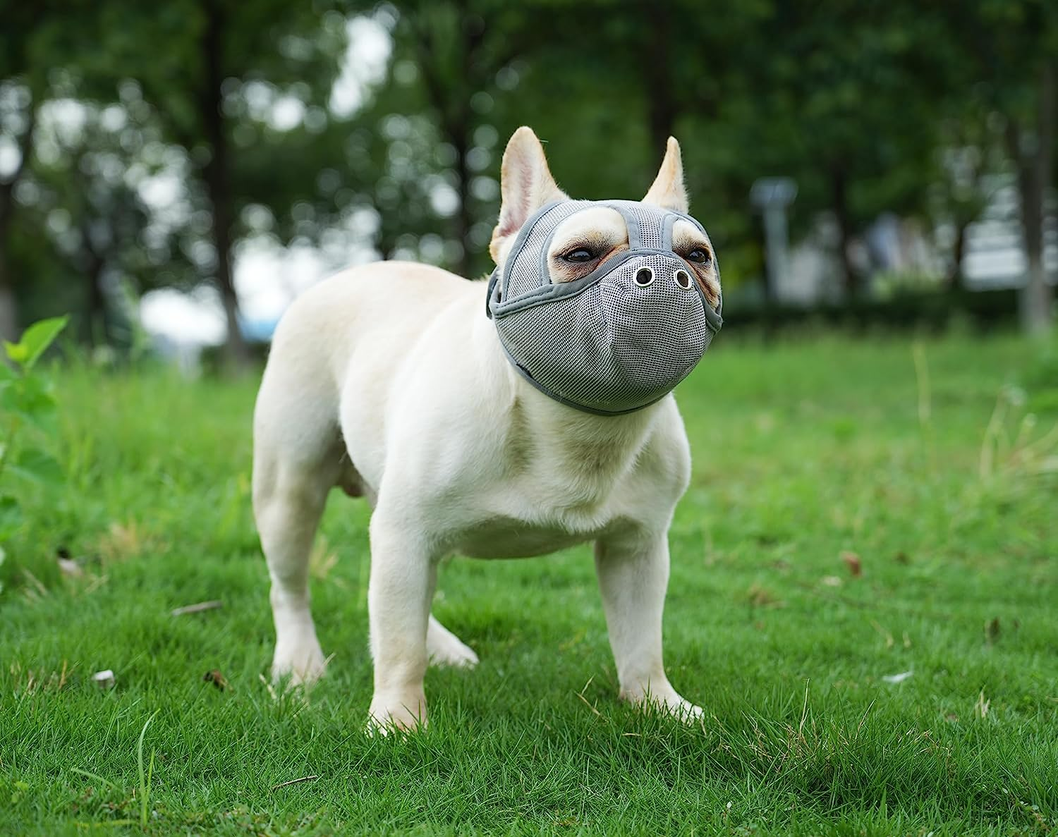 Short Snout Dog Muzzle - Adjustable Breathable Mesh for Bulldogs, Anti-Biting and Training, Can Stick Out Tongue and Drink Water (S 15.3"-16.1", Grey) image number 7