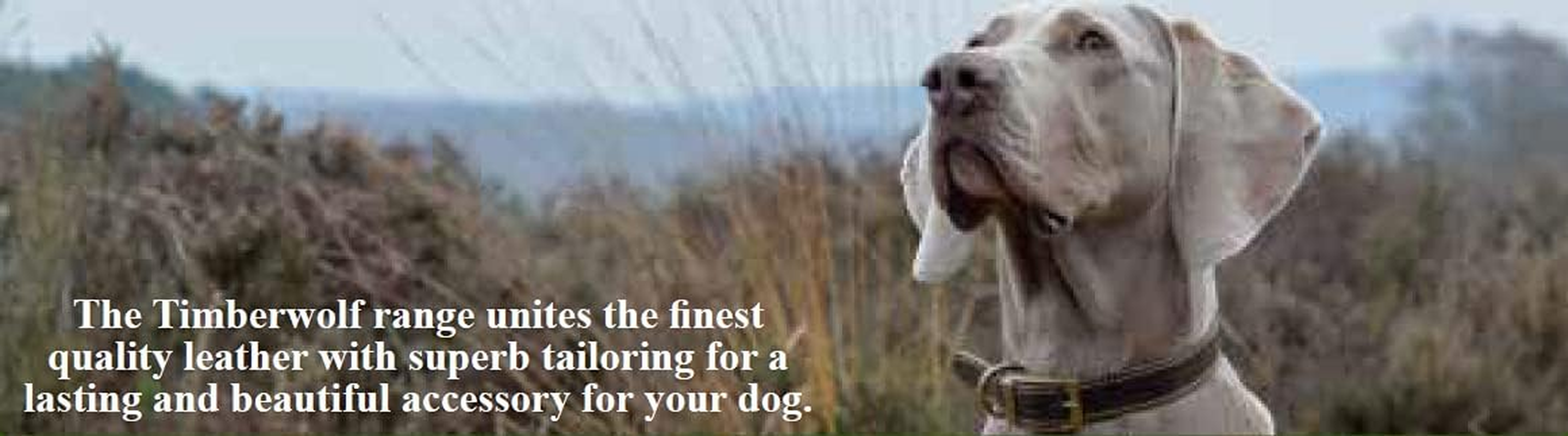 Ancol Timberwolf Leather Dog Lead, 1 M, Blue image number 4