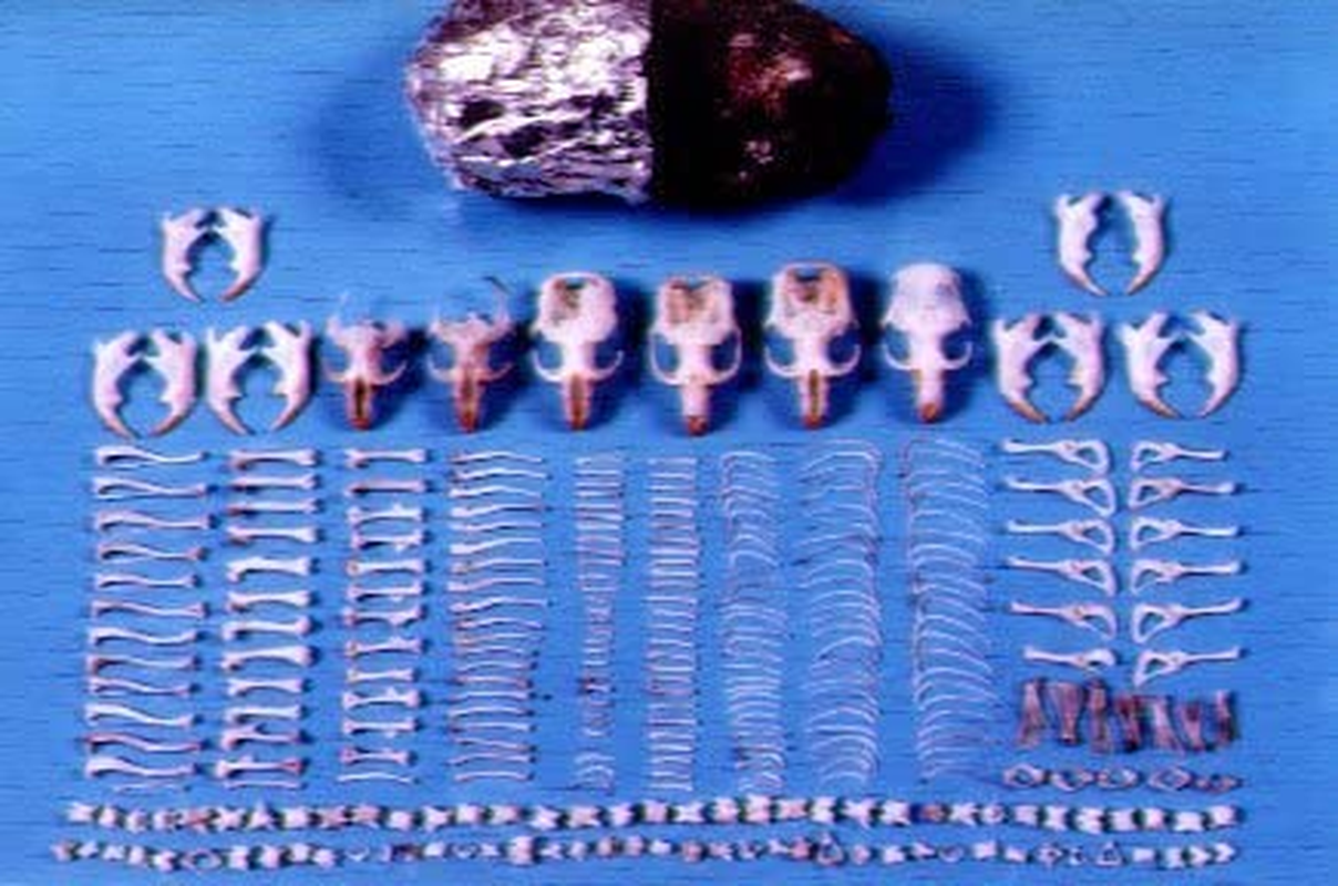 Extra Large Barn Owl Pellets, Pack of 15, with Bone Sorting Sheet image number 2