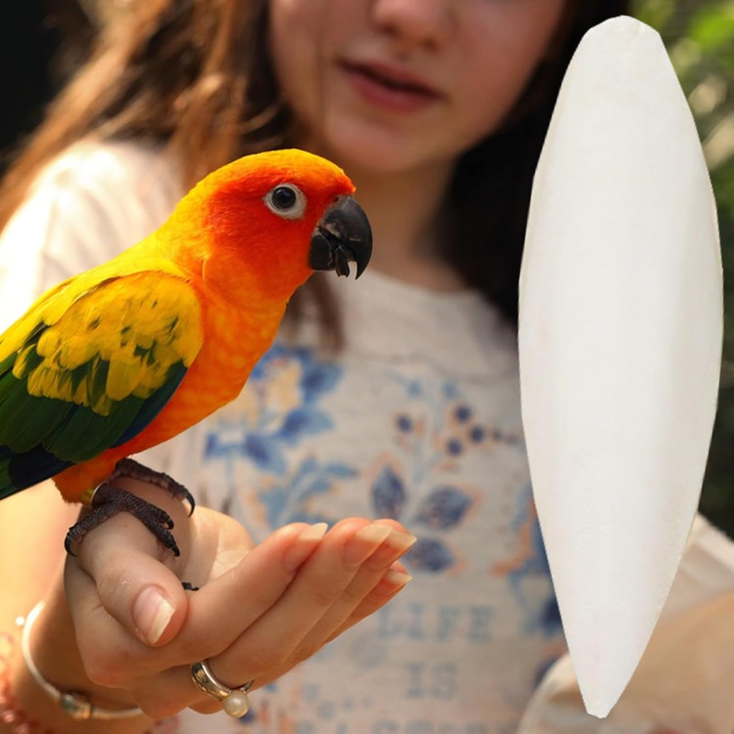 Cuttlefish Bone for Birds - Natural Calcium for Parrots, Pet Bird Accessories and Calcium Nutritional Supplement for Parakeets Parrots Cockatiels and Conures image number 3