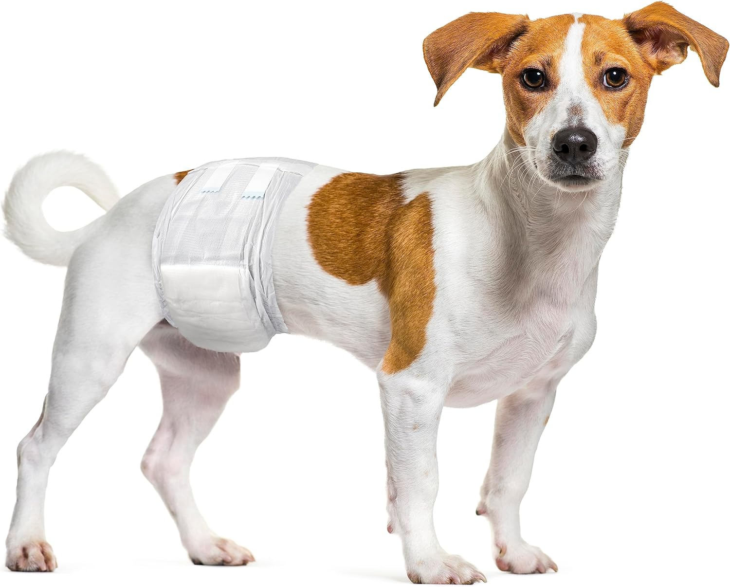 Dipy Male Dog Nappies Small 30-46Cm Pack of 12 image number 1