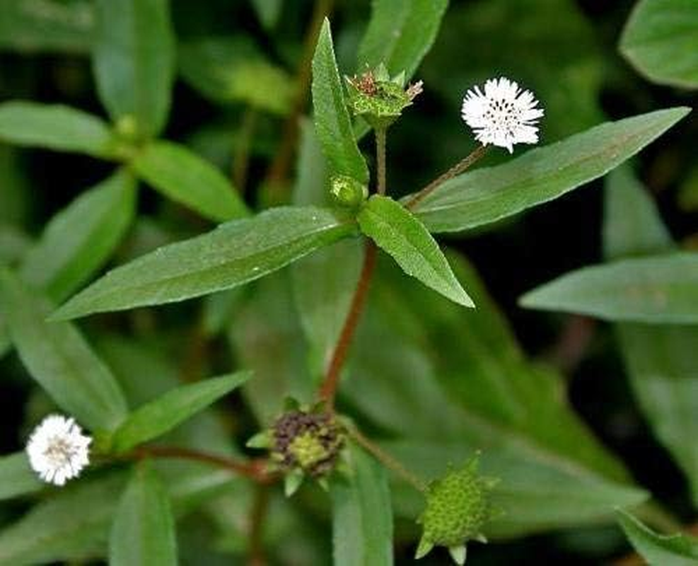 Online Quality Store Bhringraj Powder for Hair - 100% Organic (800 Grams) image number 2