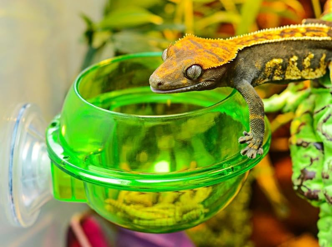 Chameleon Bowl, Reptile Feeding Food, 2Pcs Water Dish Gecko Ledge Suction Cup Feeder Chameleon Supplies Accessories for Gecko Lizard Bearded Dragon (Green, One Size) image number 2