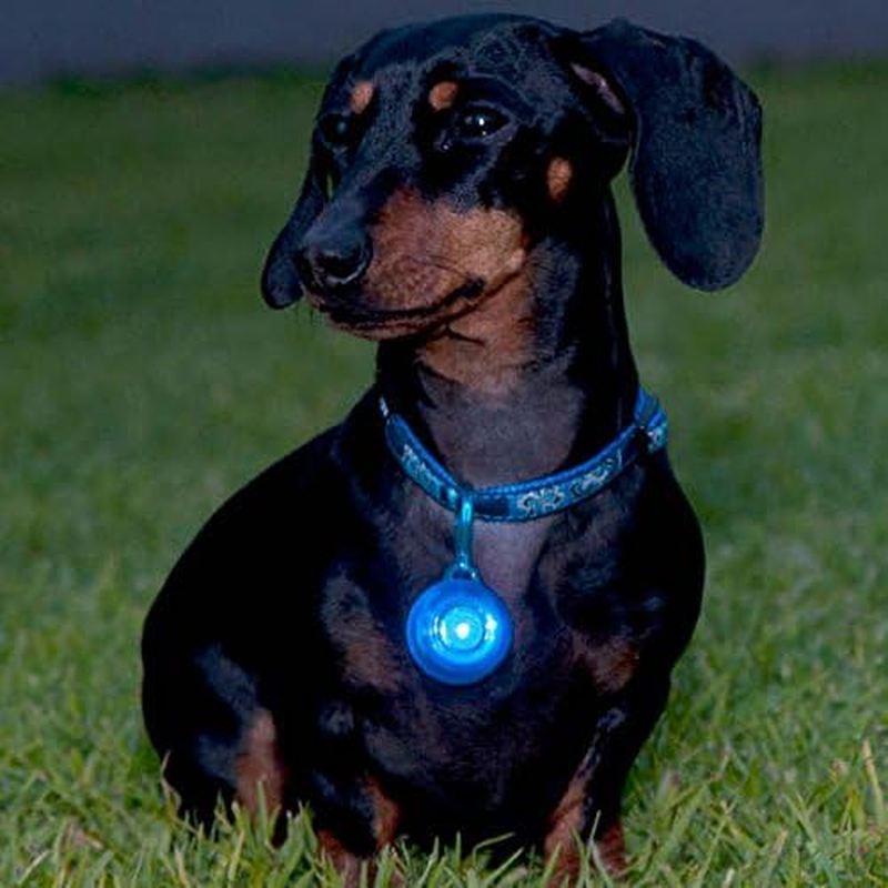 Rogz Roglite Glow for Dog,, Blue, Medium - Glow image number 1
