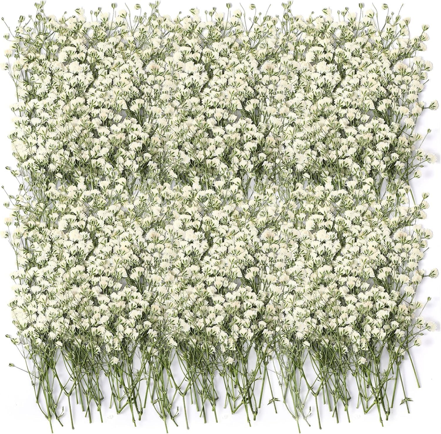 JCQMZB 100 Pcs Dried Babys Breath Flowers Bulk Ivory White Babys Breath Real Pressed Flowers Natural Gypsophila for Resin Wedding Art Craft DIY Invitations Scrapbooking Card image number 4